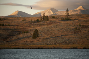 swan lake
